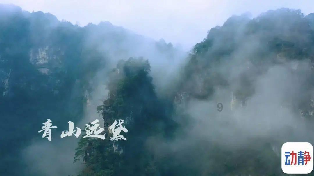 救援狗与猫